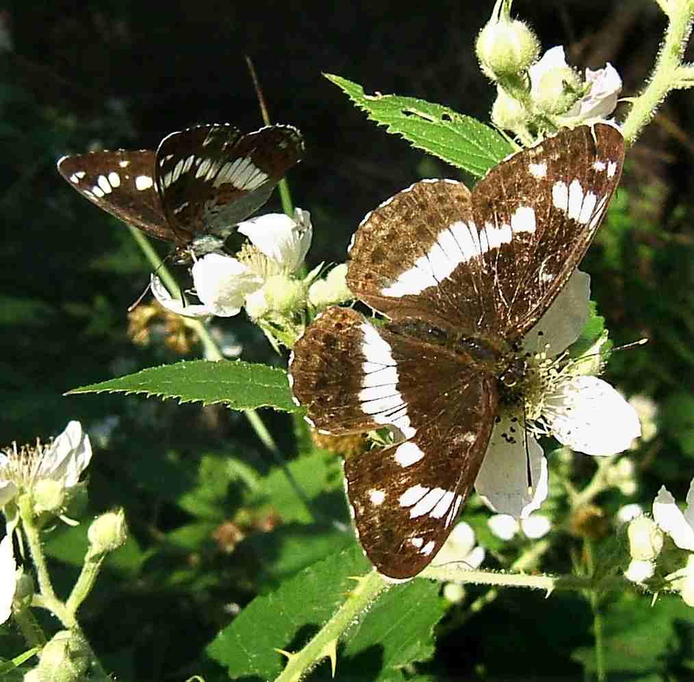 Limenitis camilla Limenitis camilla